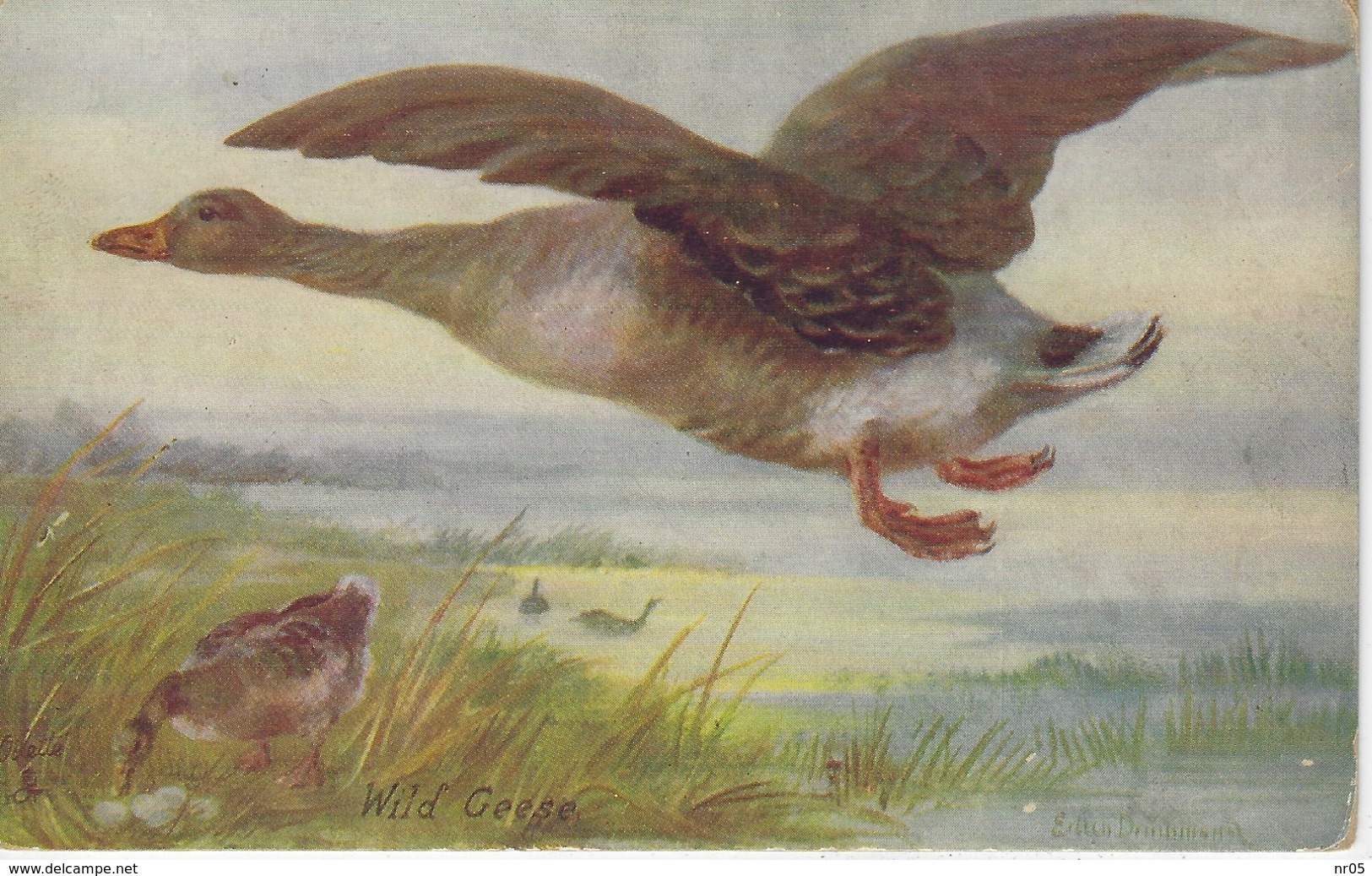 Old Bird Postcard - BRITISH WILD FOWL - Raphael Tuck, Series 9548 - Geese - Artist Eileen Drummond - Oilette - Tuck, Raphael