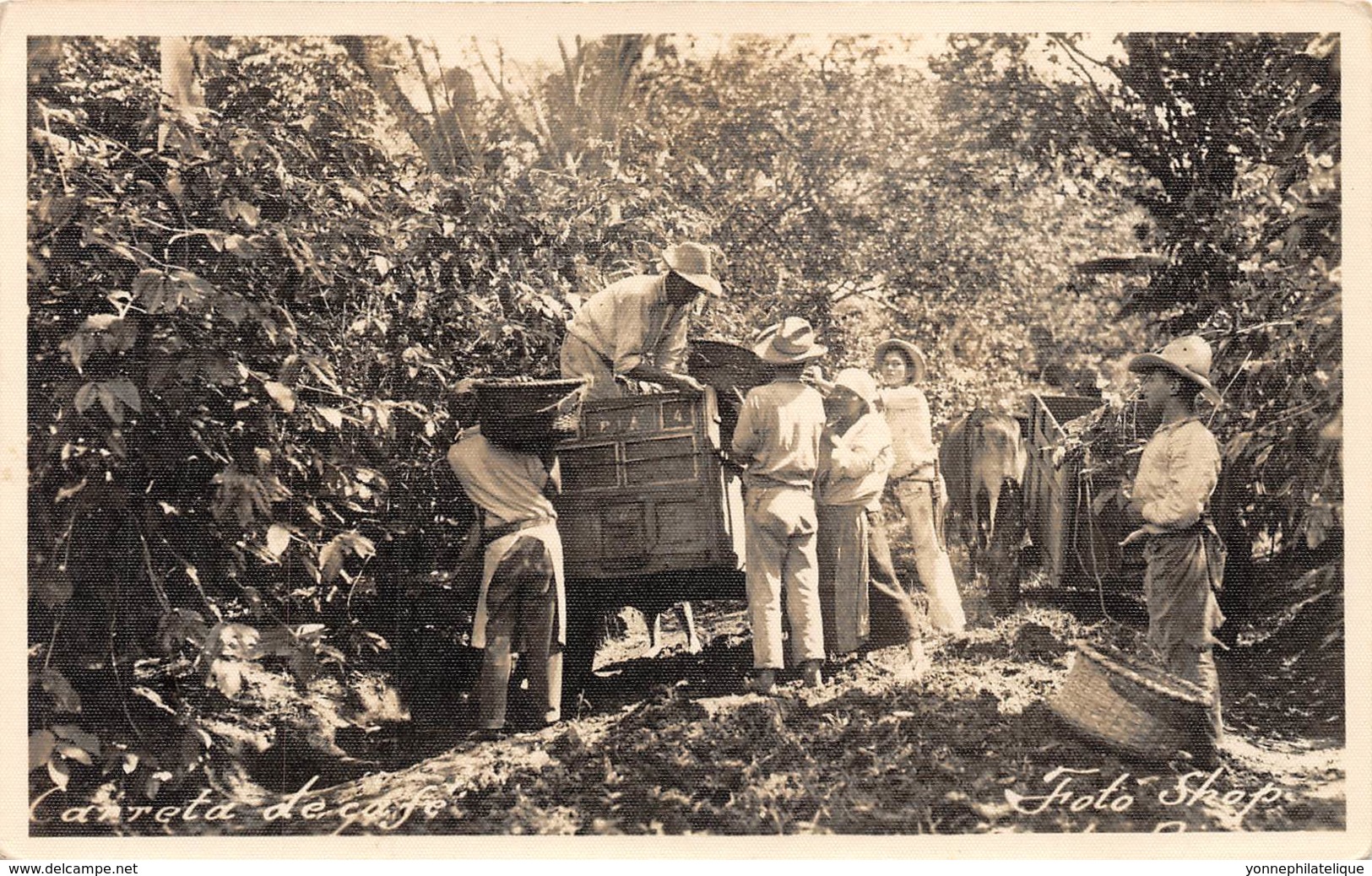 Costa Rica / 40 - Carreta De Café - Belle Oblitération - Costa Rica