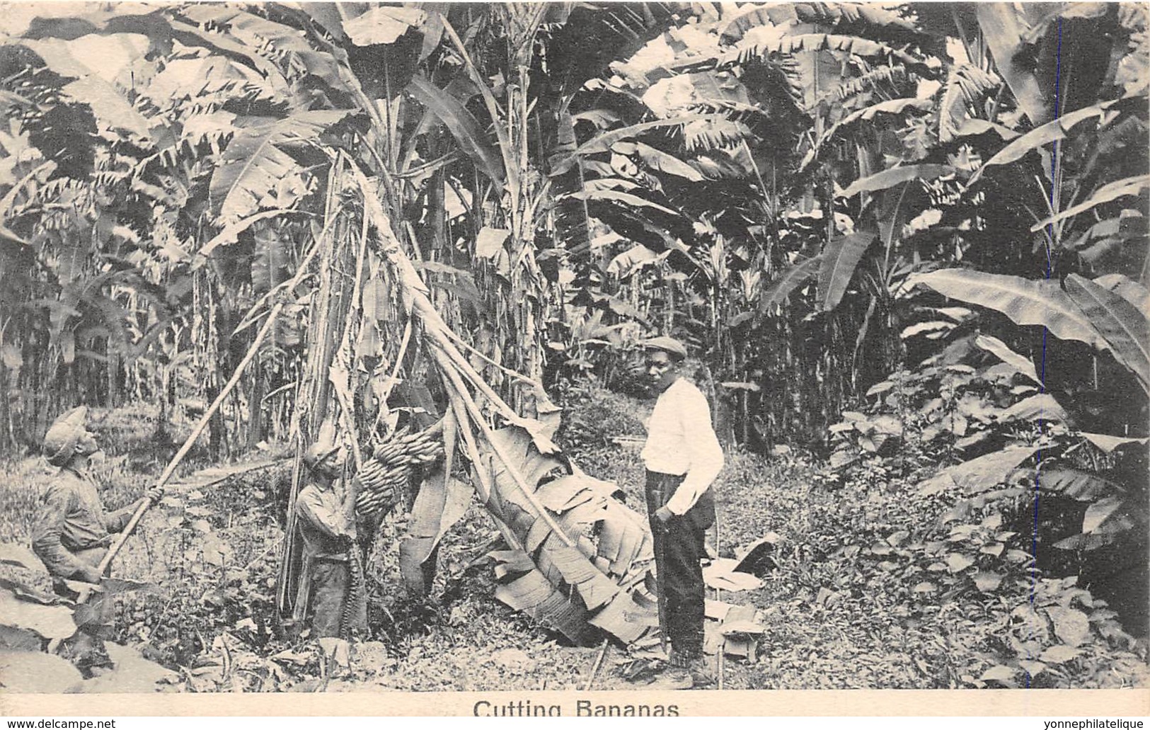 Costa Rica / 46 - Cutting Bananas - Costa Rica