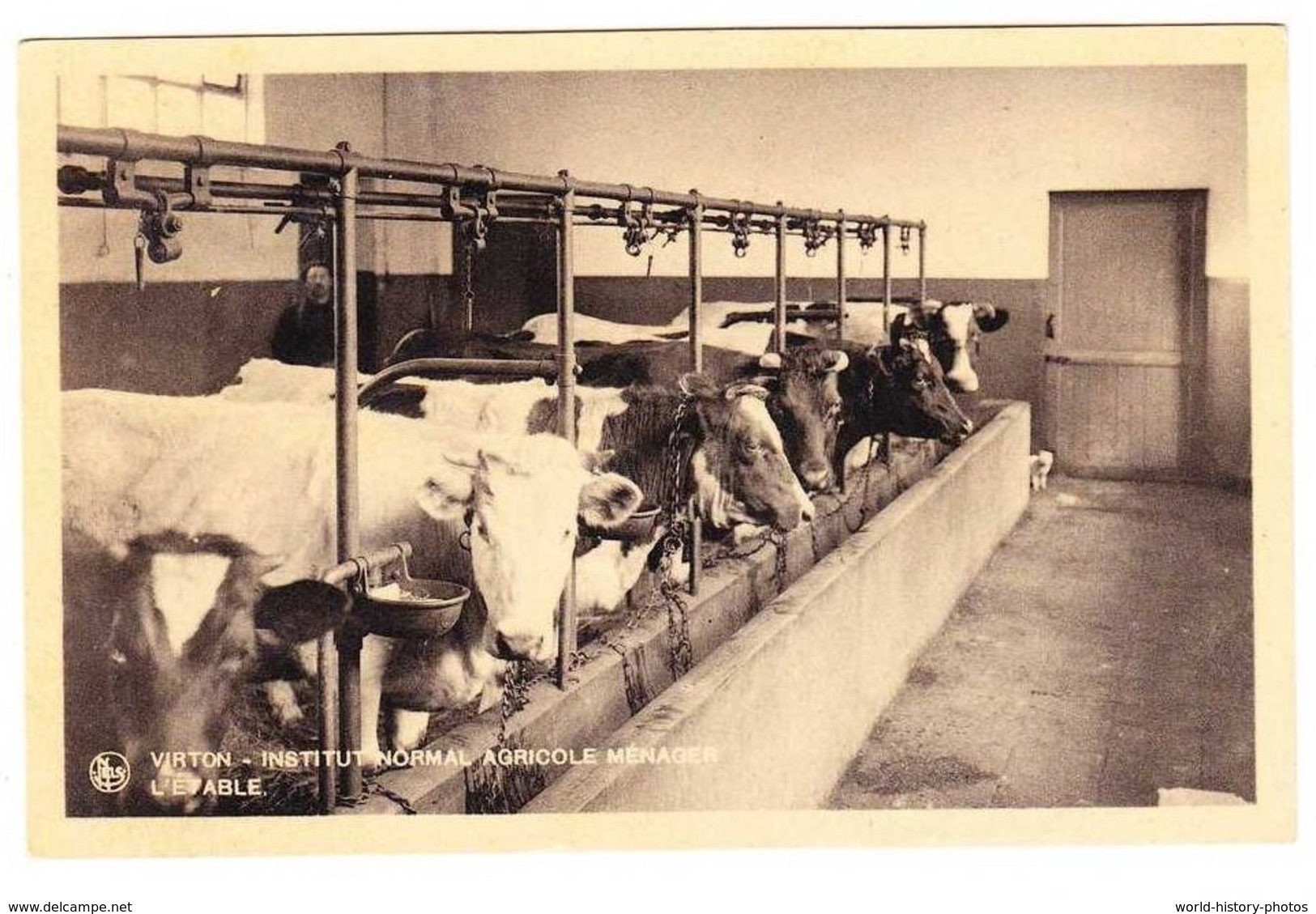 CPA - VIRTON - Institut Normal Agricole Ménager - Groupe De Vache à L'étable - Agriculture Elevage Animal Belge - Virton