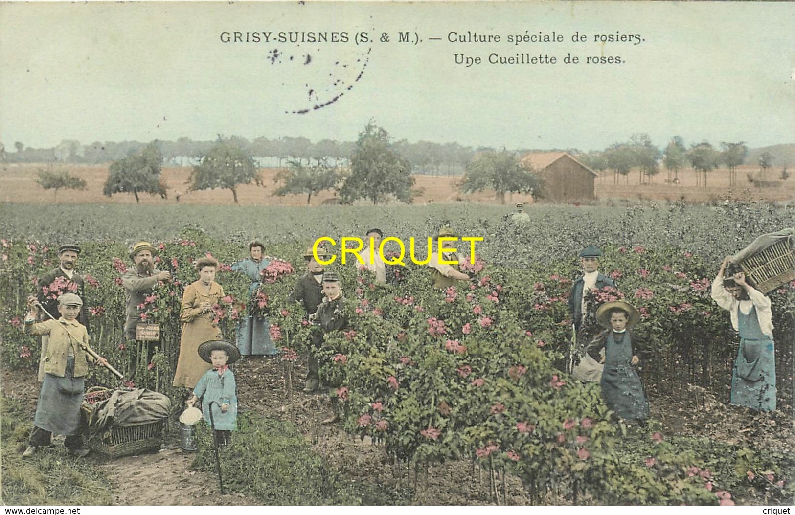 77 Grisy-Suisnas, Culture De Rosiers, Une Cueillette De Roses, Beau Plan, Carte Colorisée Affranchie 1905 - Autres & Non Classés