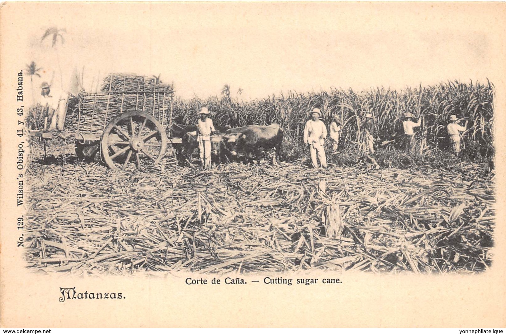 Cuba - Other / 21 - Matanzas - Cutting Sugar Cane - Cuba