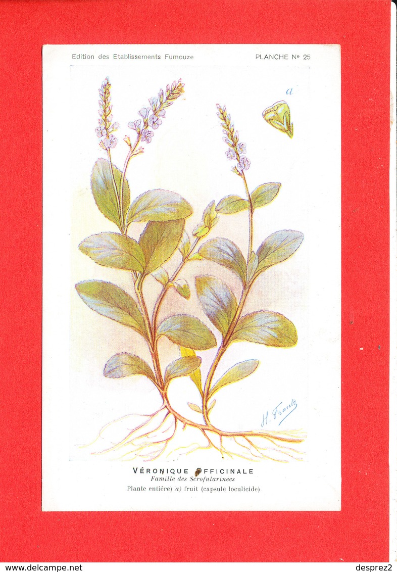 PLANTE MEDICINALE Cpa Véronique Officinale Edit Fumouze - Geneeskrachtige Planten