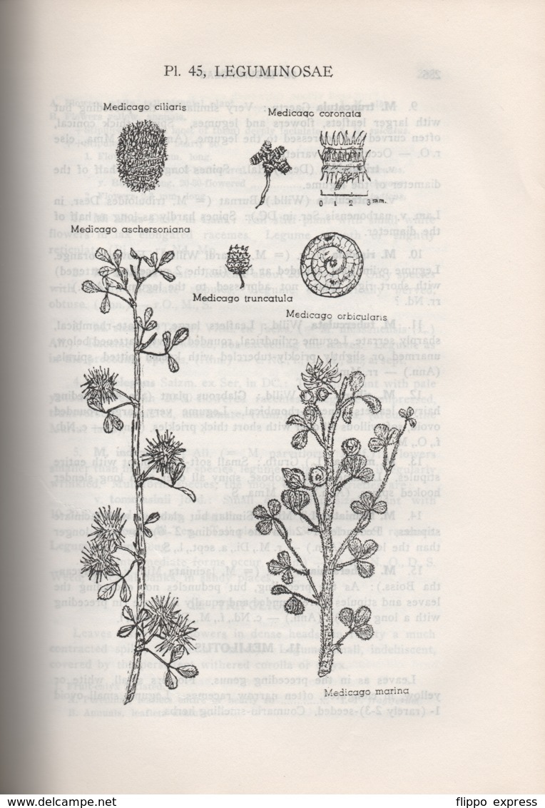 Egypt: V. Täckholm, 1st. Ed., 1956, Students Flora Of Egypt - Andere & Zonder Classificatie