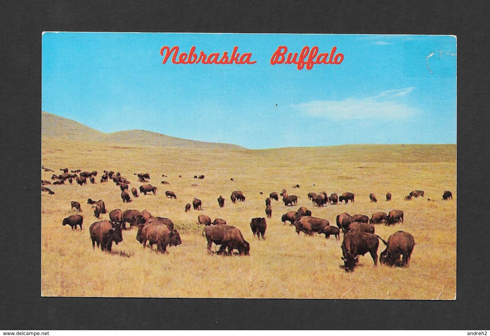 ANIMAUX - ANIMALS - THOUSAND OF BUFFALOES ONCE RANGED OVER THE NEBRASKA PLAINS - BUFFALOS - PHOTO OTTO DONE - Autres & Non Classés