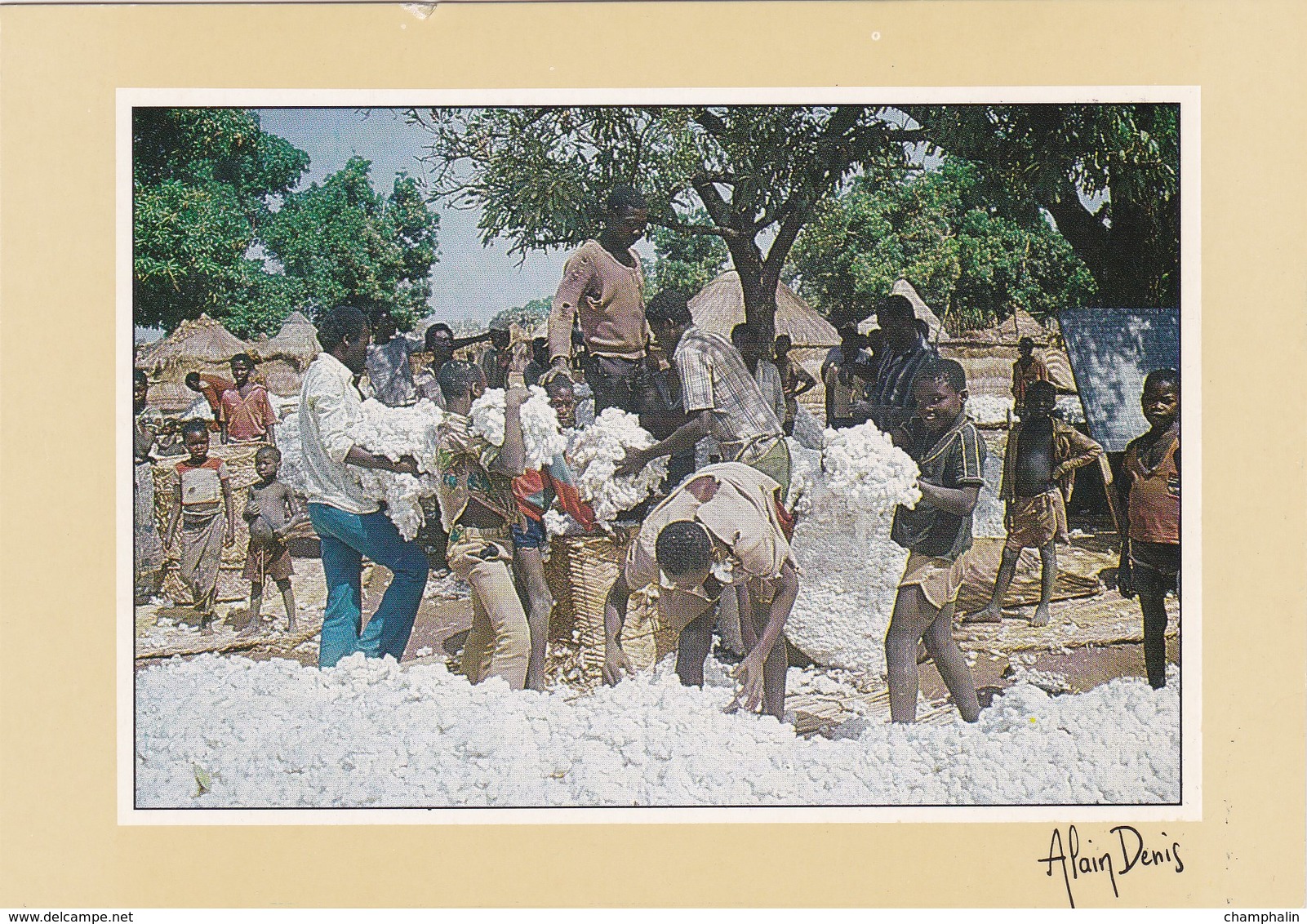 Tchad - Chad - Région De Sarh - Marché Au Coton De Balmani - Tchad