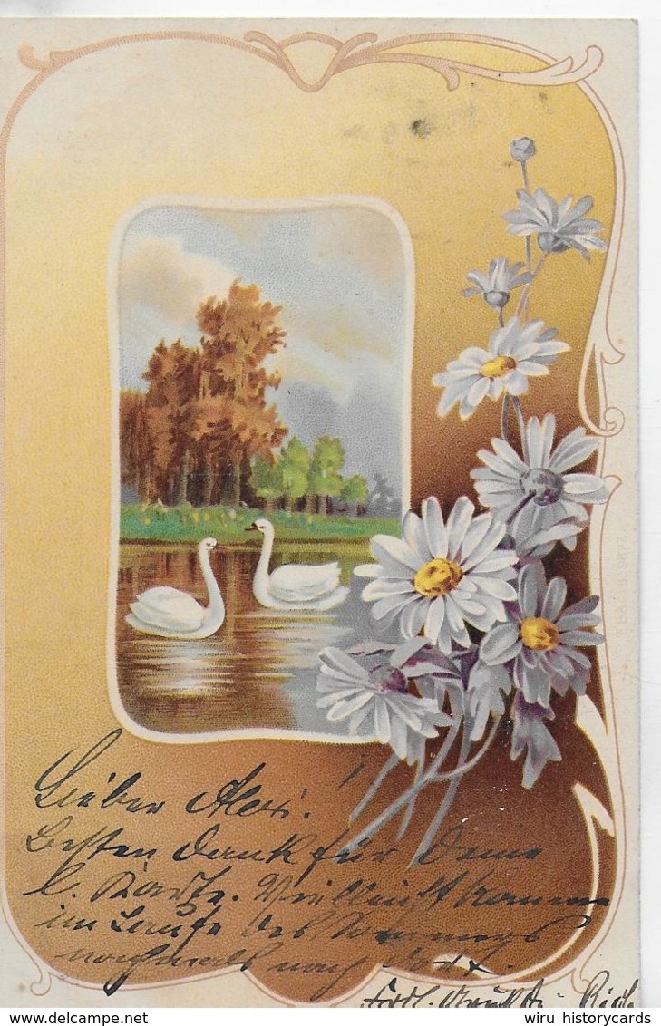 AK 0116  Schwäne , Margeriten - Gruss-Karte Um 1903 - Blumen