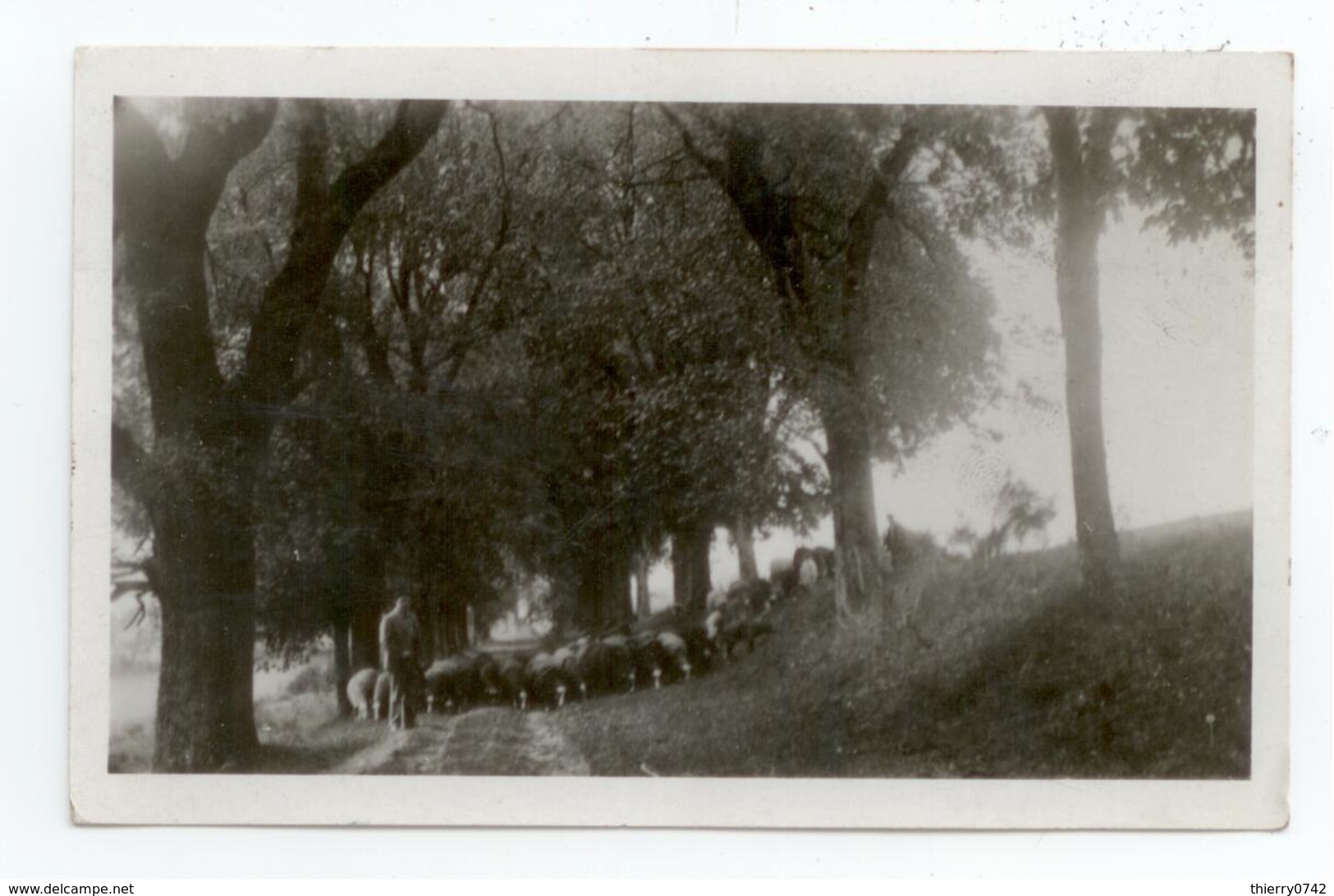 CPA PHOTO 1942 PUY DOME LE VERNET LA VARENNE ANIME ALLEE DE BELLEVUE CLICHE CHAM?BAUD PAYSAN BERGER TROUPEAU MOUTONS BE - Autres & Non Classés