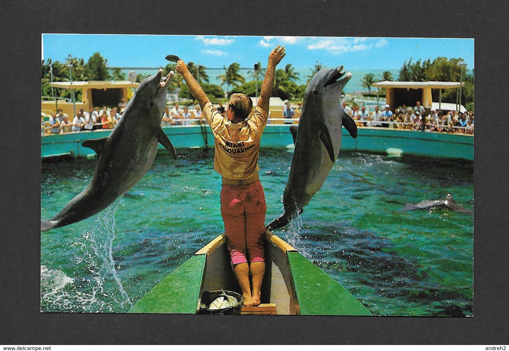 ANIMAUX - ANIMALS - 2 PORPOISES ( DAUPHINS ) JUMP FOR FISH AT FABULOUS SEAQUARIUM MIAMI FLORIDA - PHOTO LARRY WITT - Dauphins