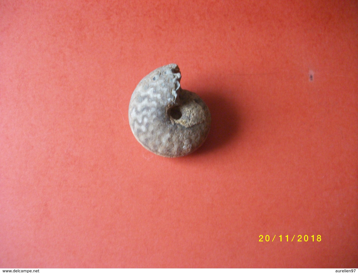 Ammonite 160 Grs 7x6cms - Fossils