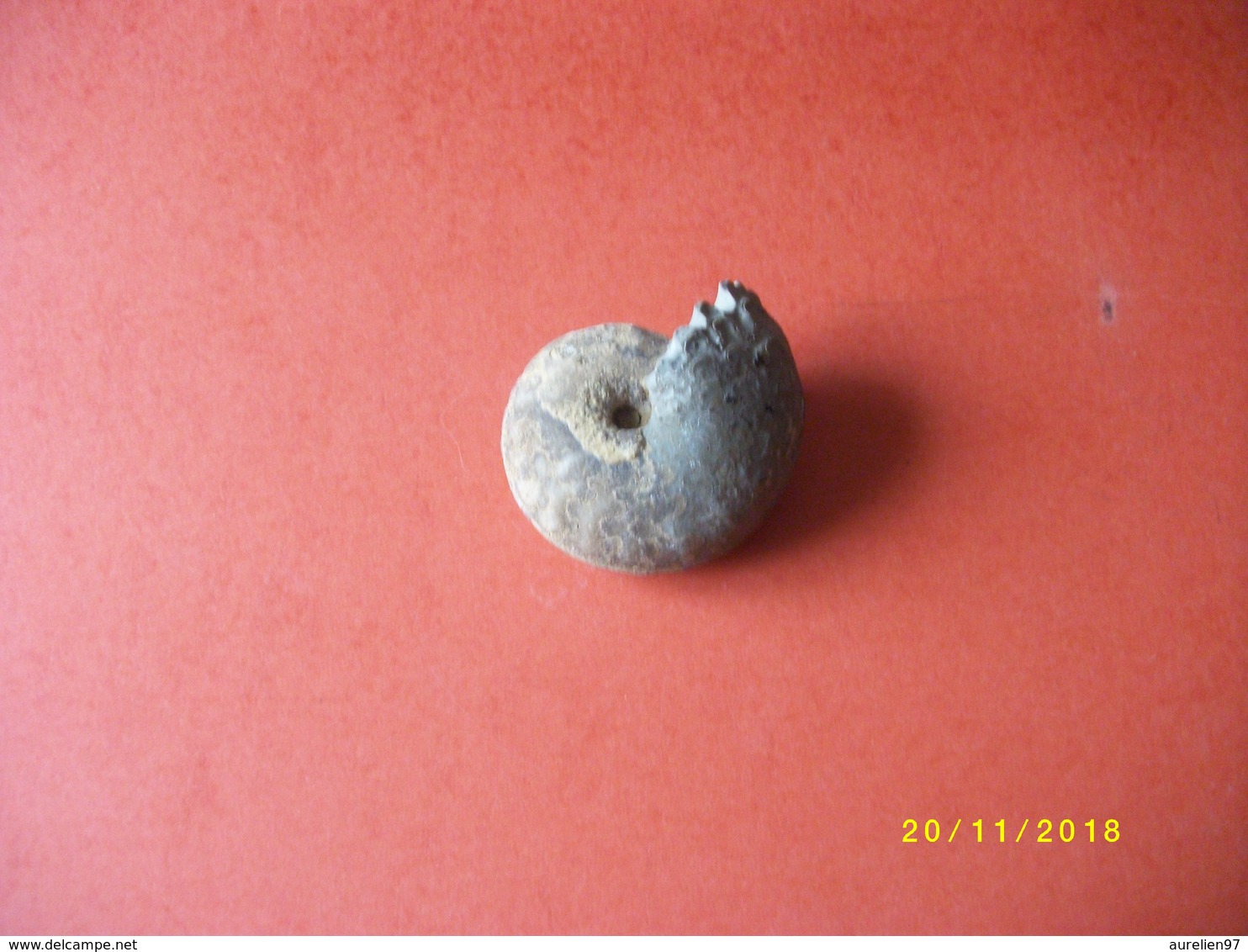 Ammonite 160 Grs 7x6cms - Fossils