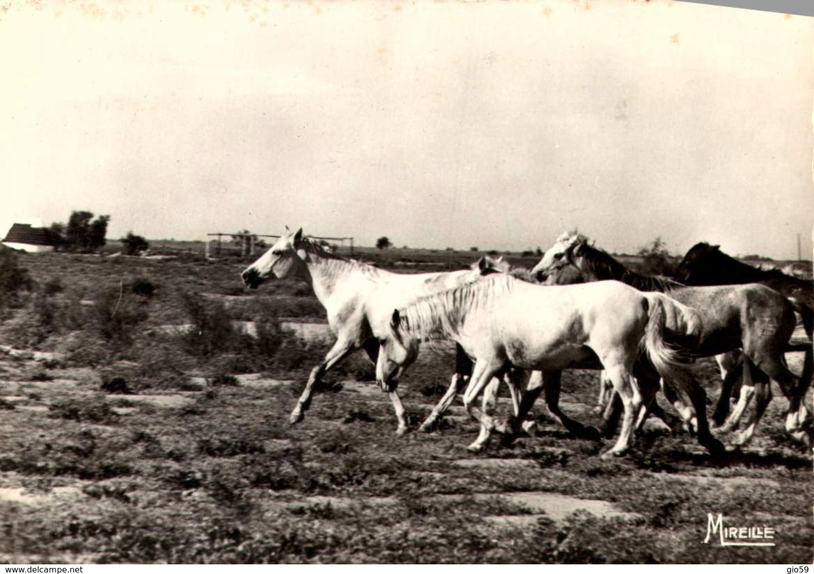 > Animaux & Faune > Chevaux   / LOT 628 - Paarden