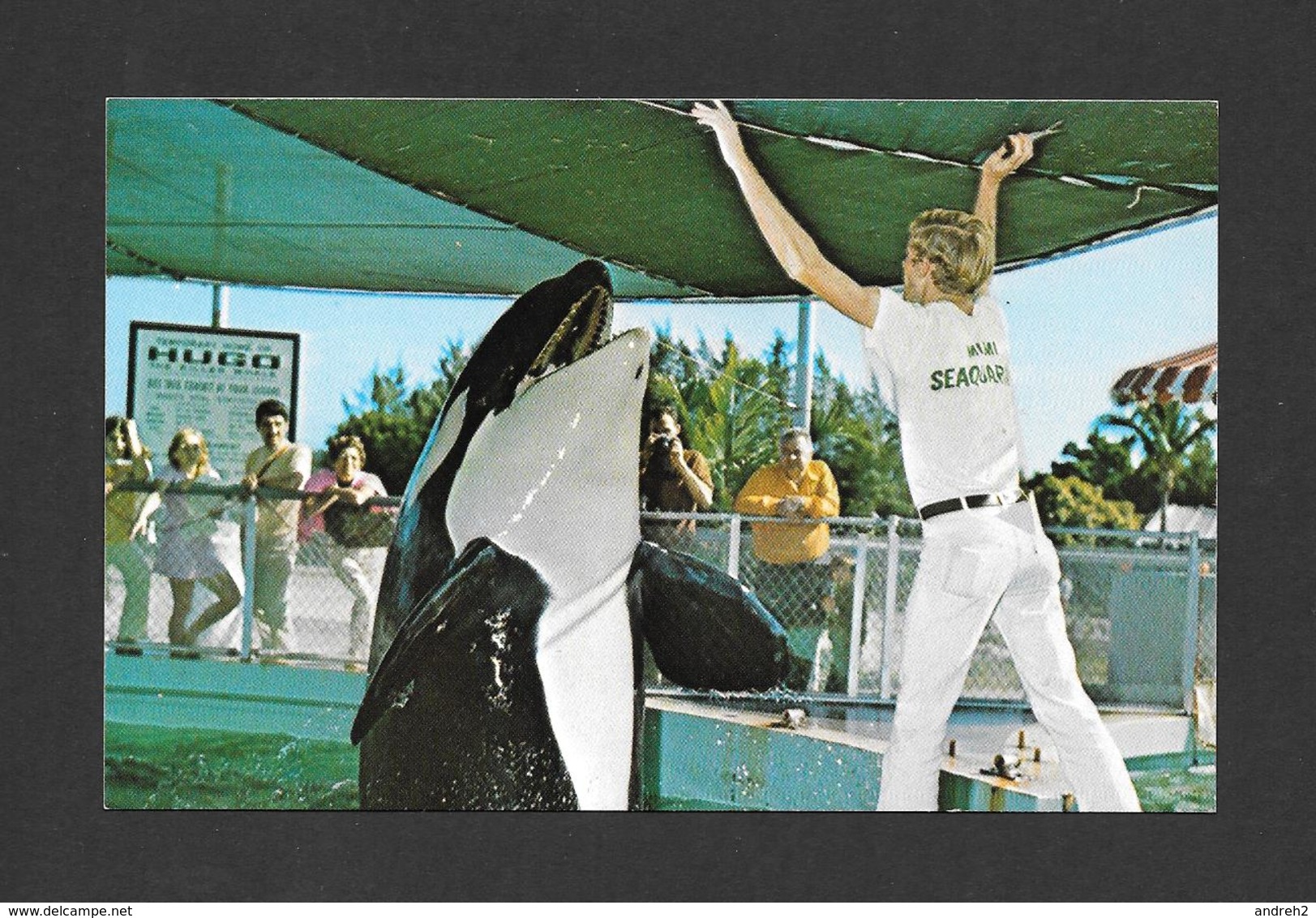 ANIMAUX - ANIMALS - KILLER  WHALES WHALE ÉPAULARS HUGO TALKS TO HIS TRAINER AT SEAQUARIUM MIAMI FLORIDA - Autres & Non Classés