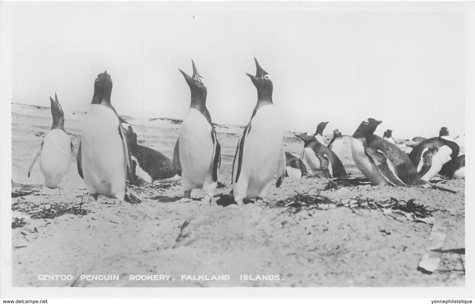 Falkland Islands / 03 - Gentoo Penguin Rookery - Falkland Islands