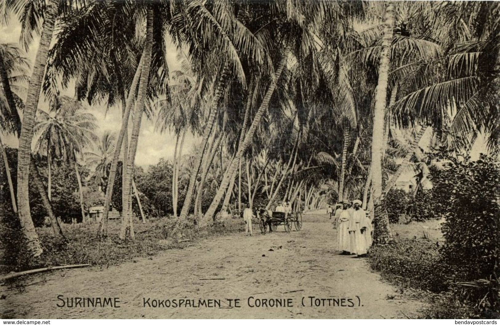 Suriname, TOTTNES, Coconut Palm Trees At Coronie (1910s) Postcard - Surinam