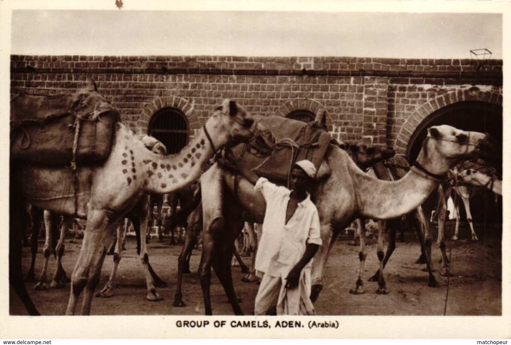 ARABIE SAOUDITE - ADEN - GROUP OF CAMELS - Arabie Saoudite