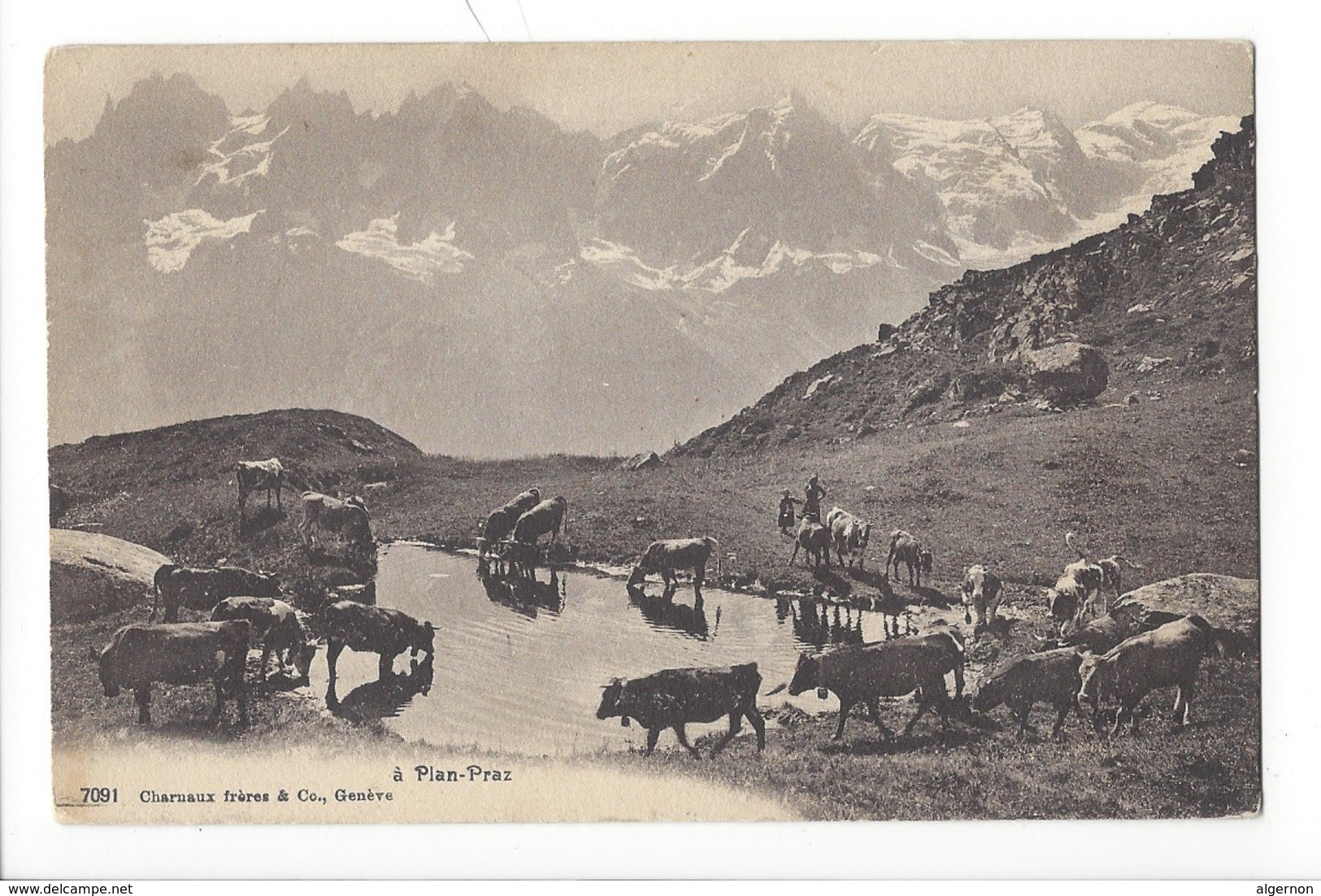 21263 - à Plan-Praz Troupeau De Vaches - Chamonix-Mont-Blanc