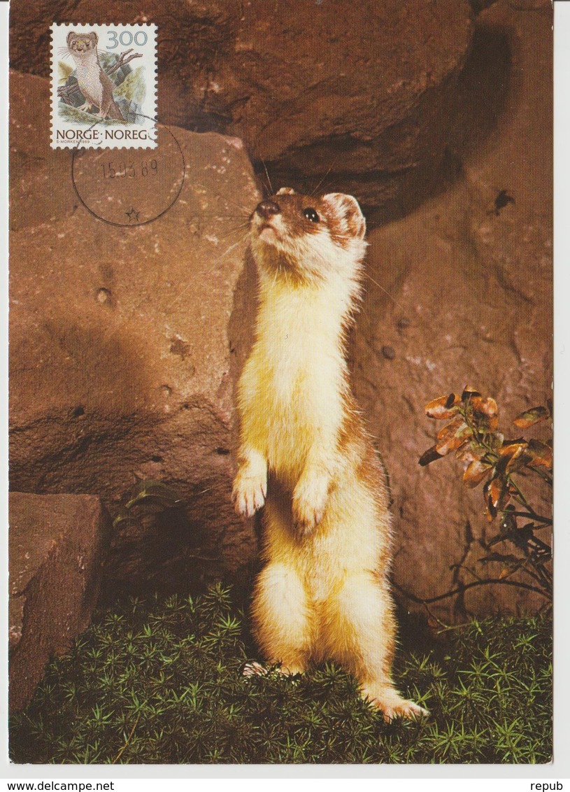 Norvège Carte Maximum 1989 Animaux Hermine 969 - Cartoline Maximum