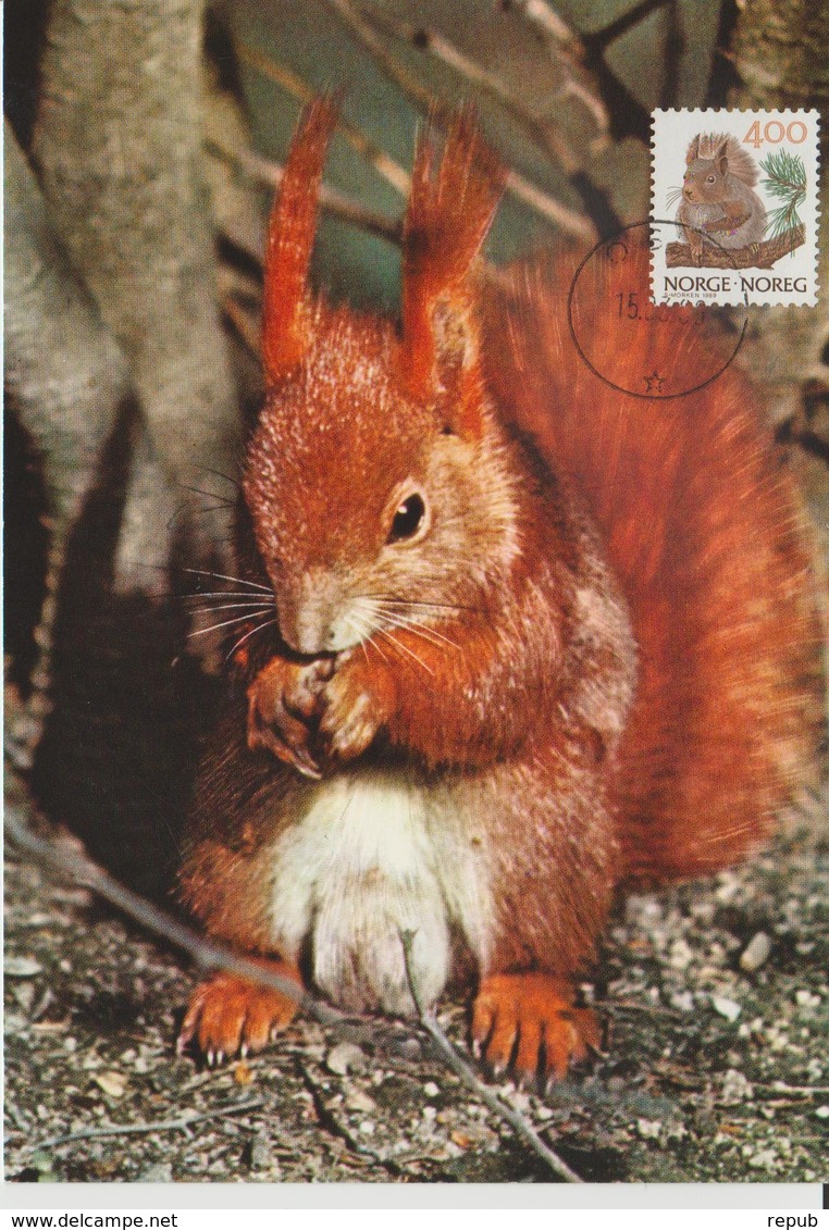 Norvège Carte Maximum 1989 Animaux Ecureuil 970 - Maximumkarten (MC)