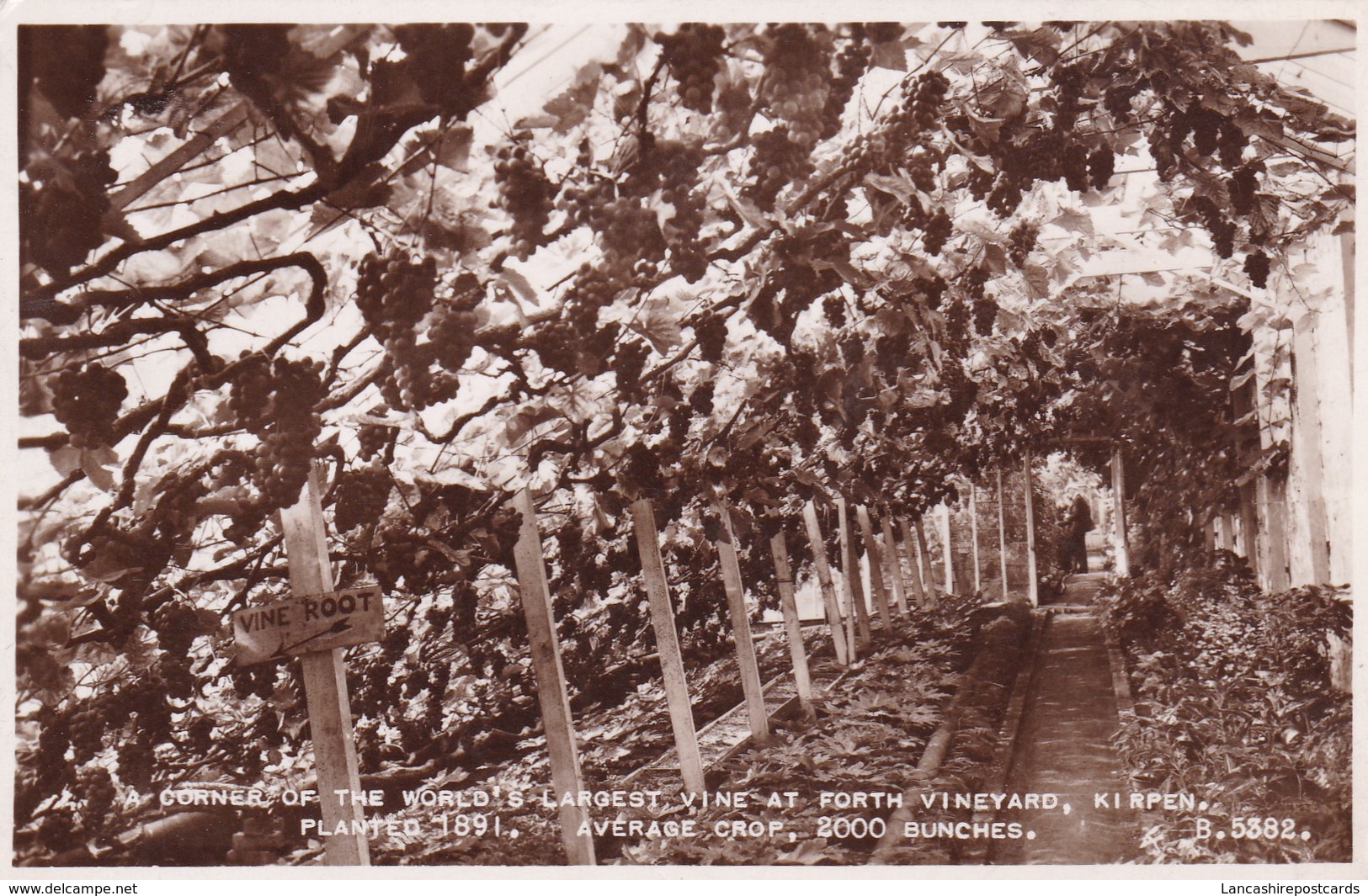 Postcard The World's Largest Vine At Forth Vineyard Kirpen Planted 1891 Average Crop 2000 Bunches RP My Ref  B12747 - Vines