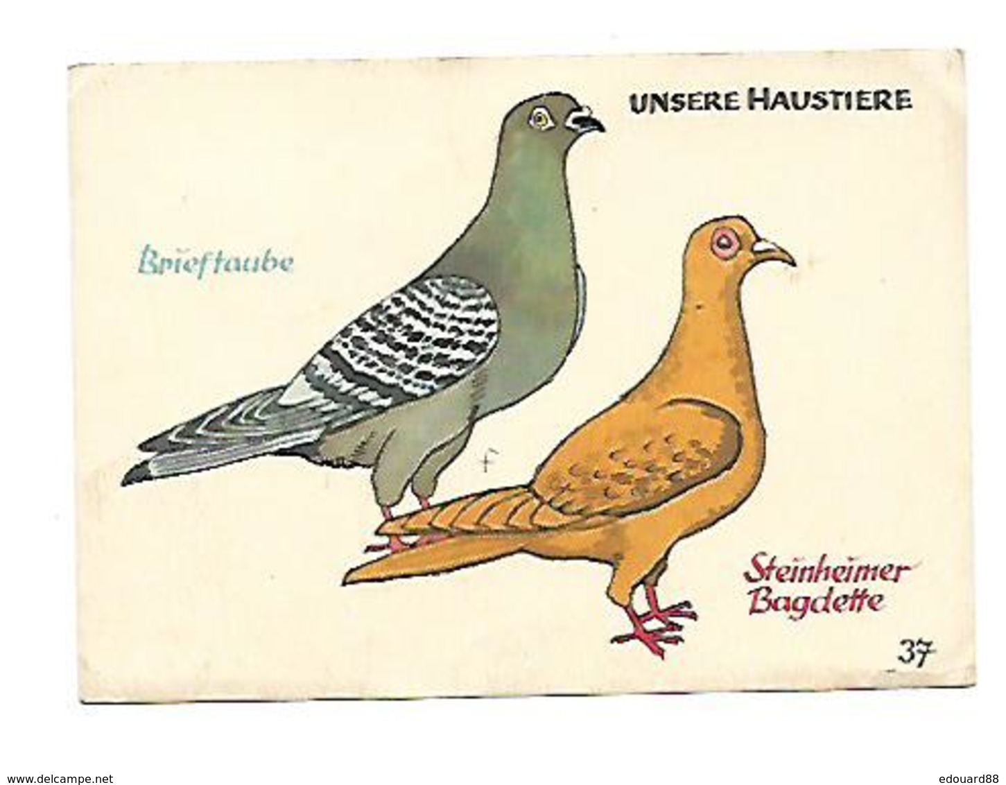BRIEFTAUBE-STEINHEIMER BAGDETTE Junggenherbergsgroschen - Pájaros