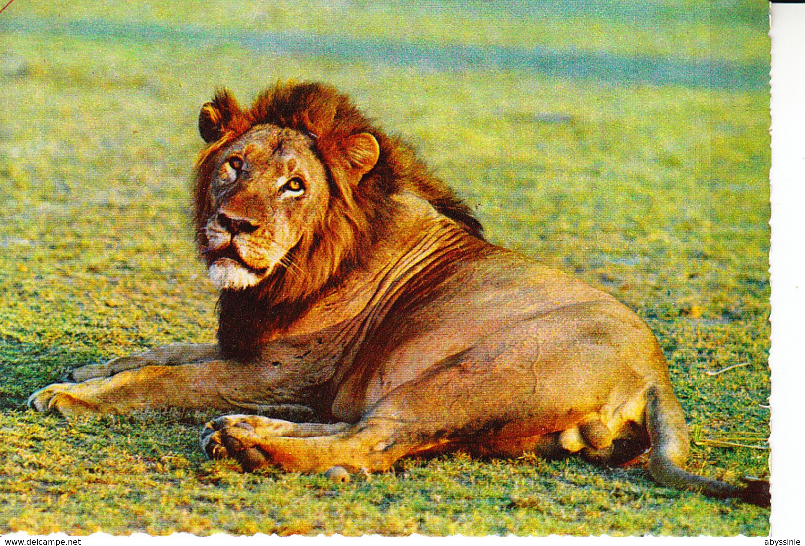 D23 - Cpsm LION D AFRIQUE - Lions