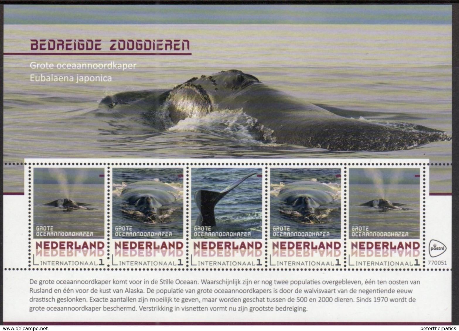 NETHERLANDS, 2018, MNH, MARINE MAMMALS, WHALES,  SHEETLET OF 5v - Whales