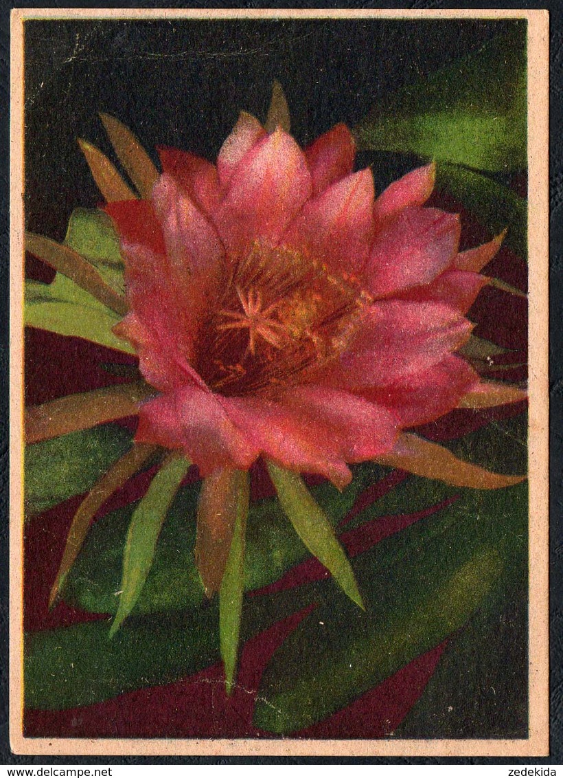 C1307 - Glückwunschkarte Blumen - Photochromie Offset - Flores