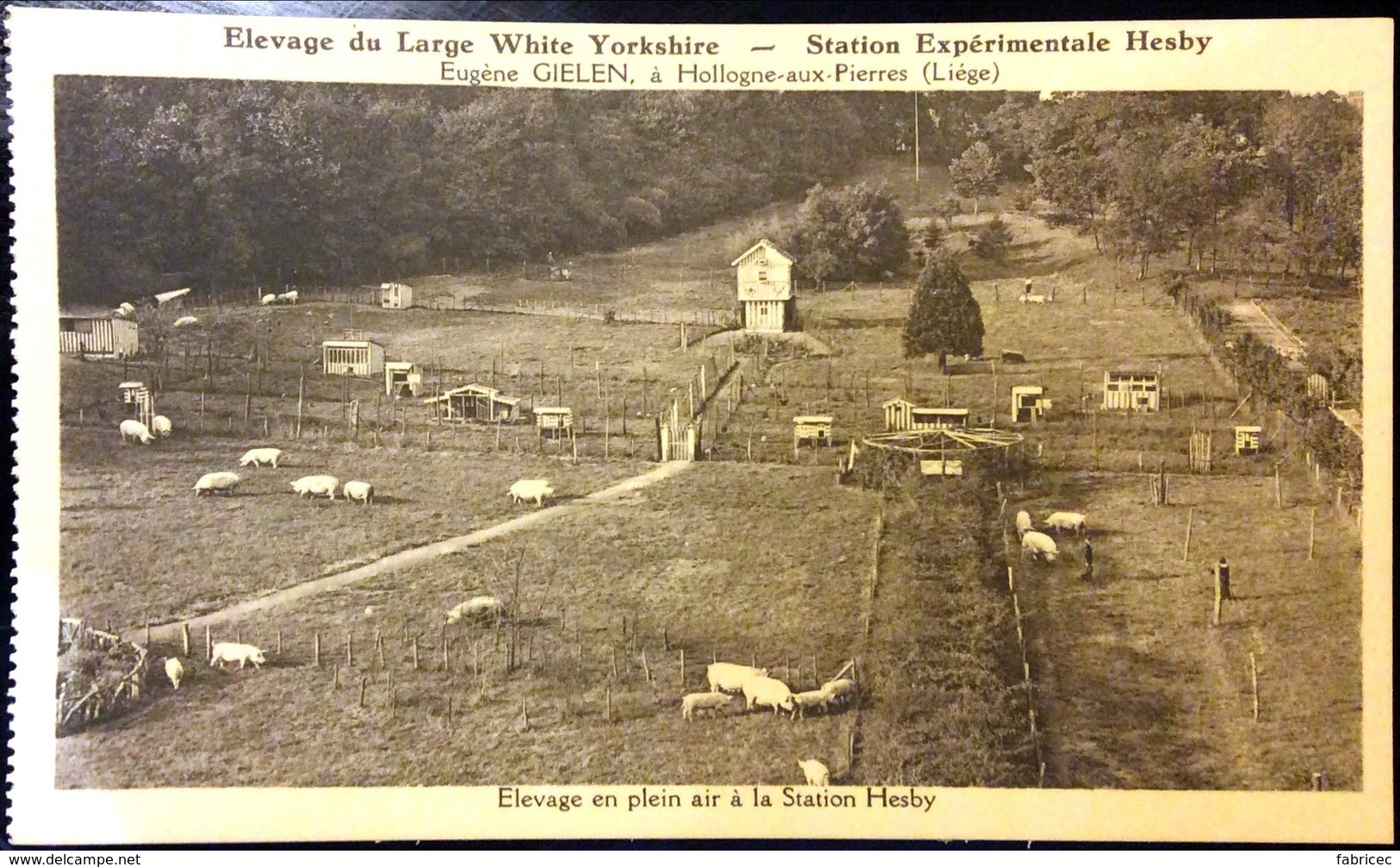 Hollogne-aux-Pierres - Elevage Du Large White Yorkshire - Station Expérimentale Hesby.Elevage En Plein Air - Grâce-Hollogne