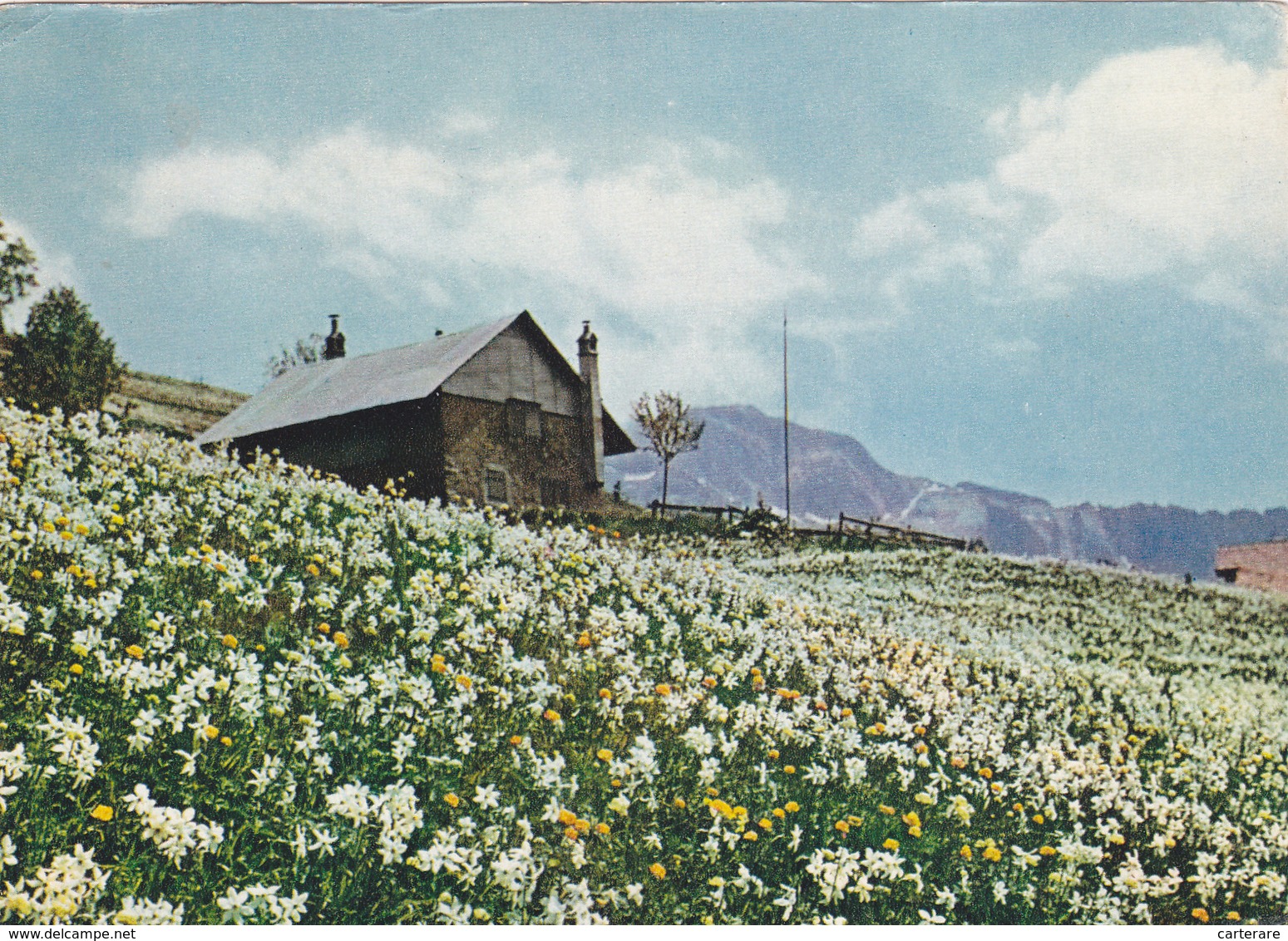 SUISSE,SWITZERLAND,SWISS,HELVETIA,SCHWEIZ,SVIZZERA ,VAUD,MONTREUX,LES AVANTS,NARCISSE,FLEURS - Montreux