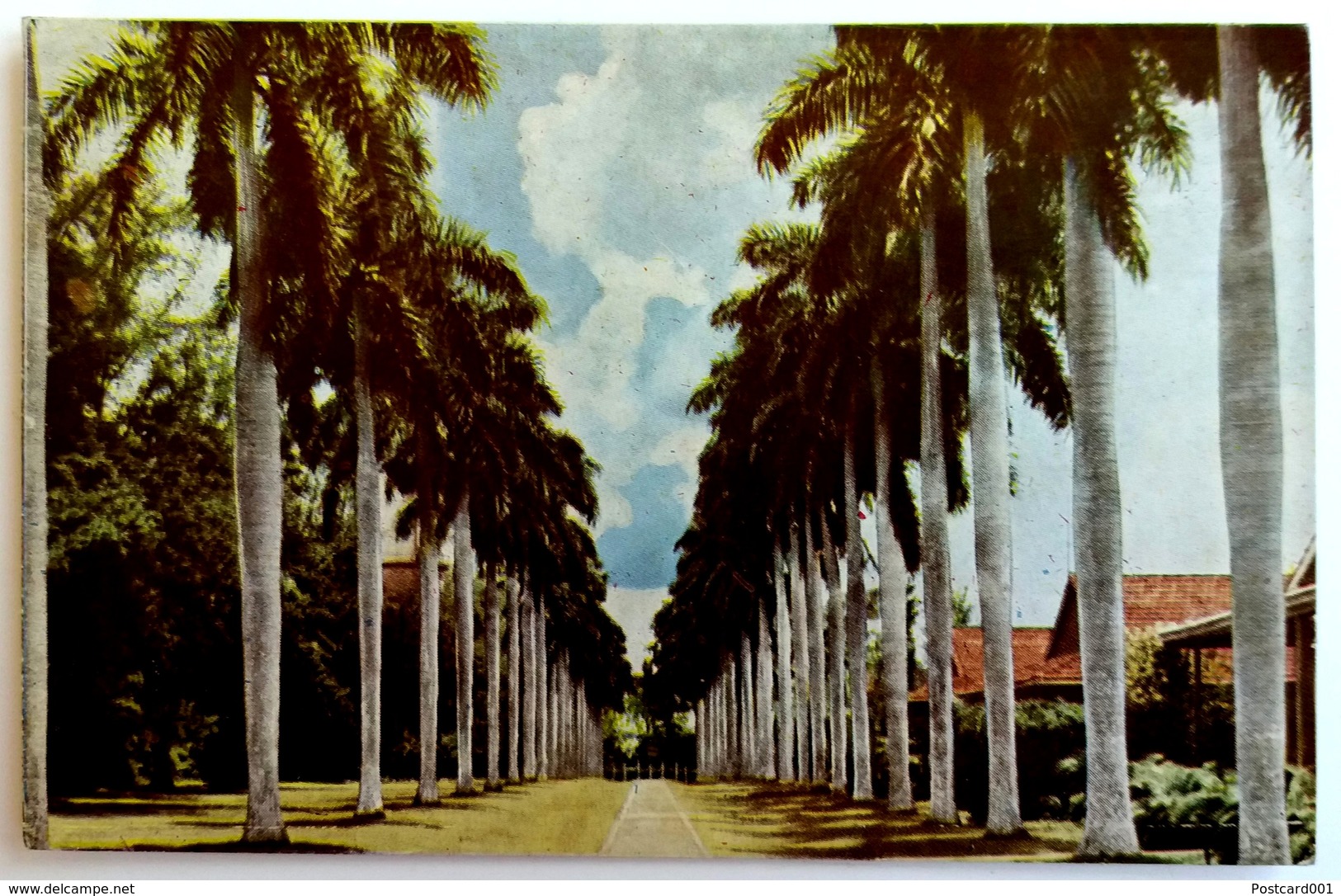 #484  Palm Tree Road In CAMAGUEY - CUBA, Caribbean Sea  - Used Postcard 1970's - Autres & Non Classés