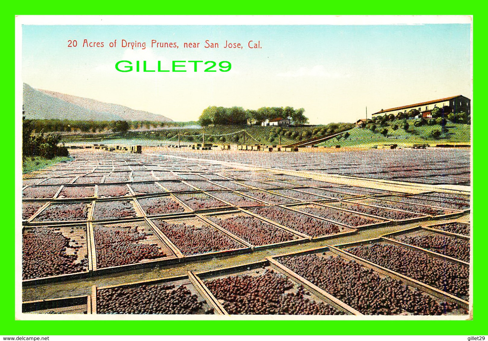 SAN JOSE, CA - 20 ACRES OF DRYING PRUNES -  M. RIEDER, PUB. - - San Jose