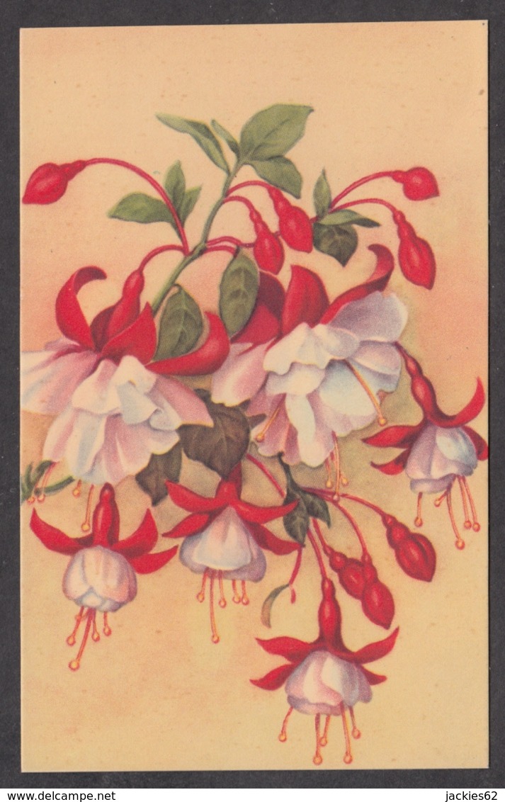 93393/ FLEURS, Illustration, Fuchsias - Flowers