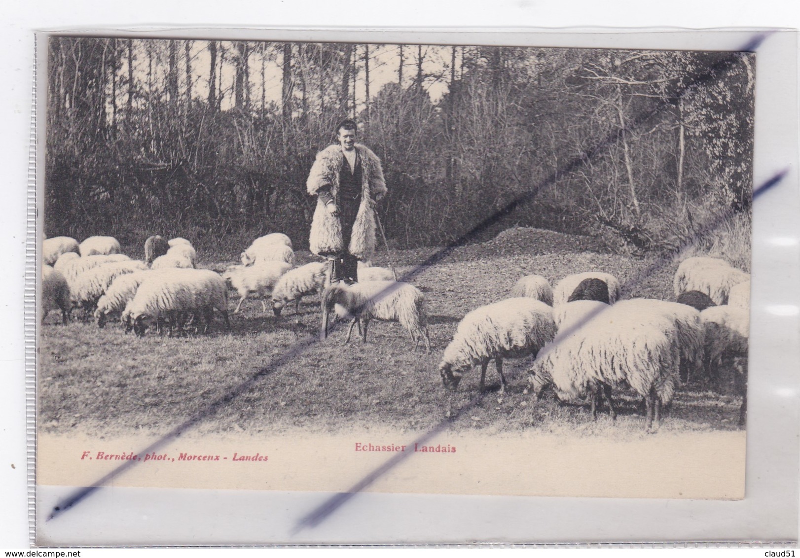 Echassier Landais (40) Gardant Ses Moutons - Autres & Non Classés