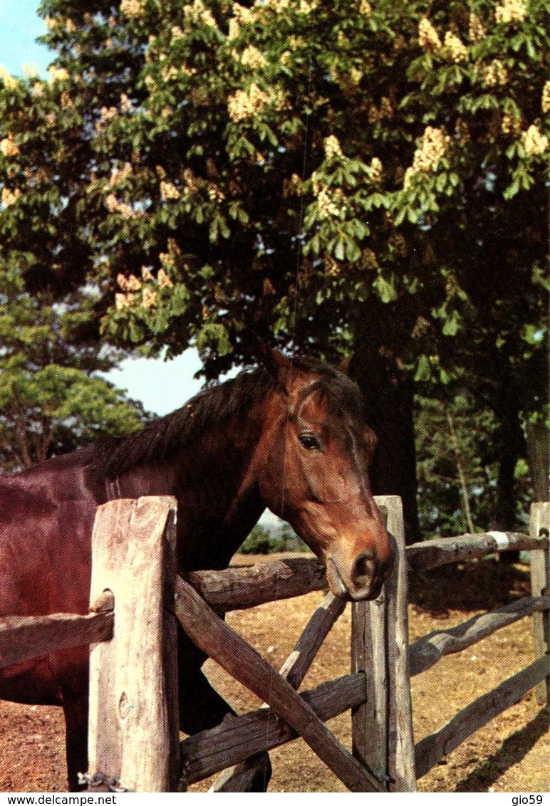 Animaux & Faune > Chevaux  / LOT 631 - Chevaux