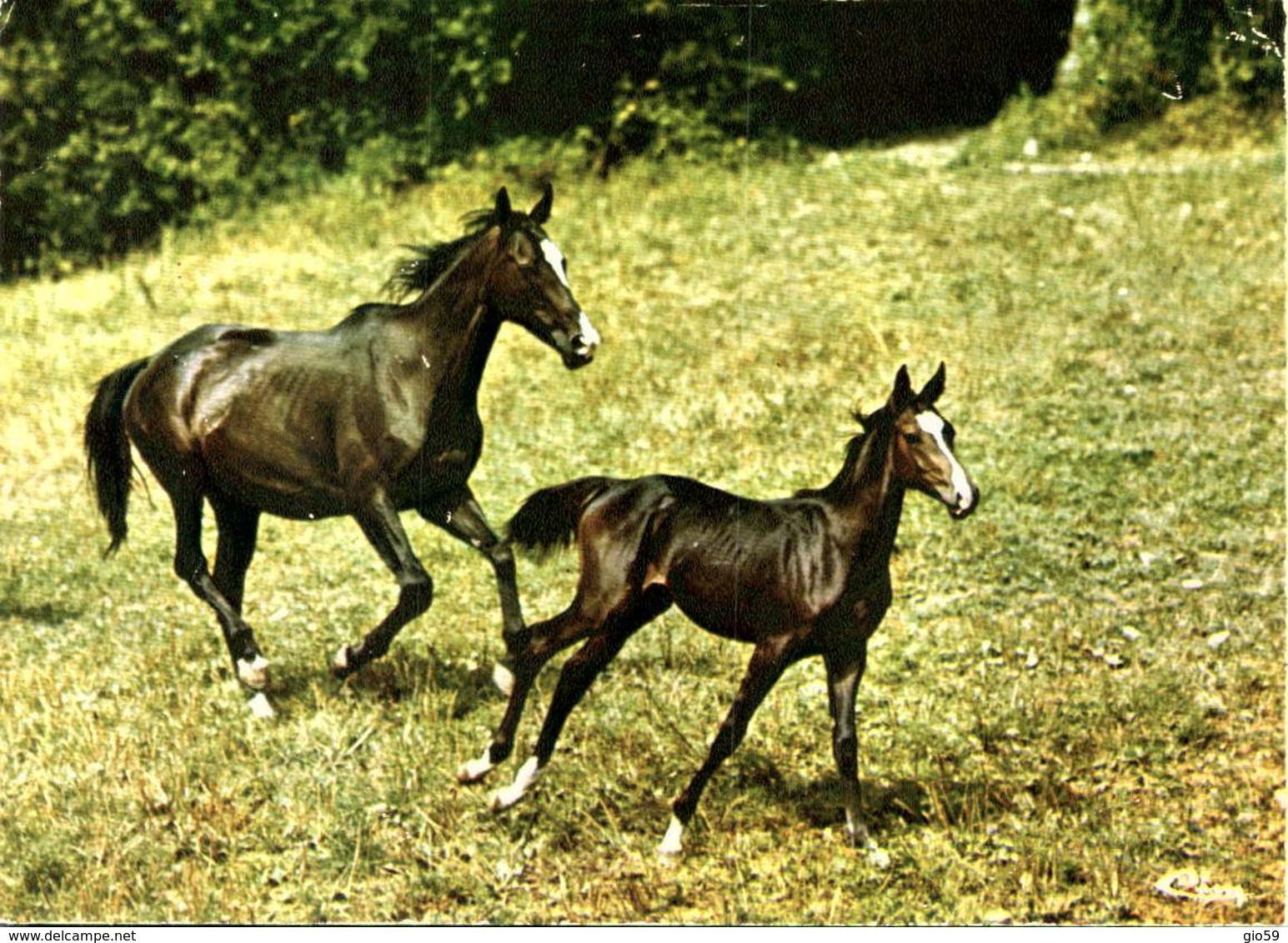 Animaux & Faune > Chevaux  / LOT 631 - Chevaux