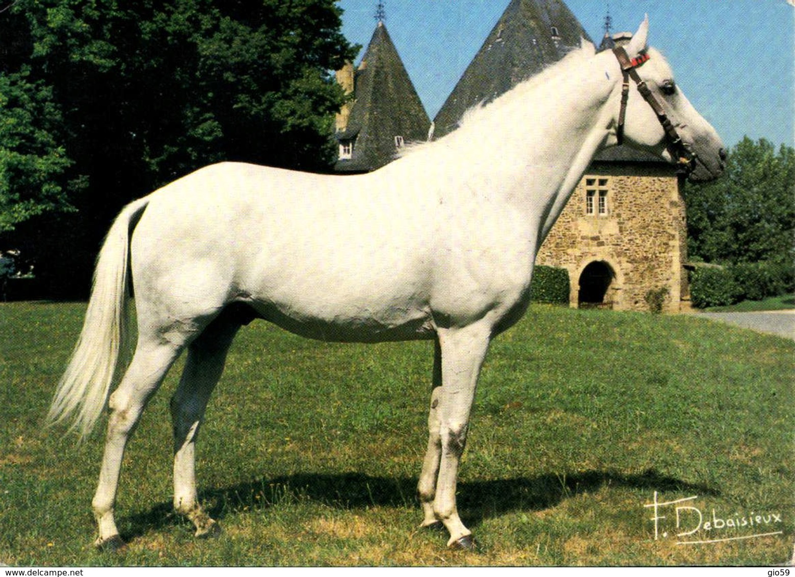 Animaux & Faune > Chevaux  / LOT 631 - Horses
