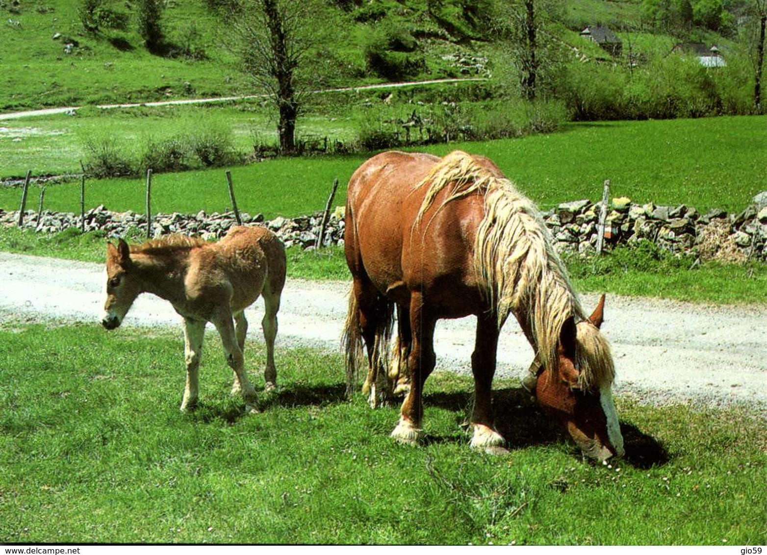 Animaux & Faune > Chevaux  / LOT 631 - Chevaux