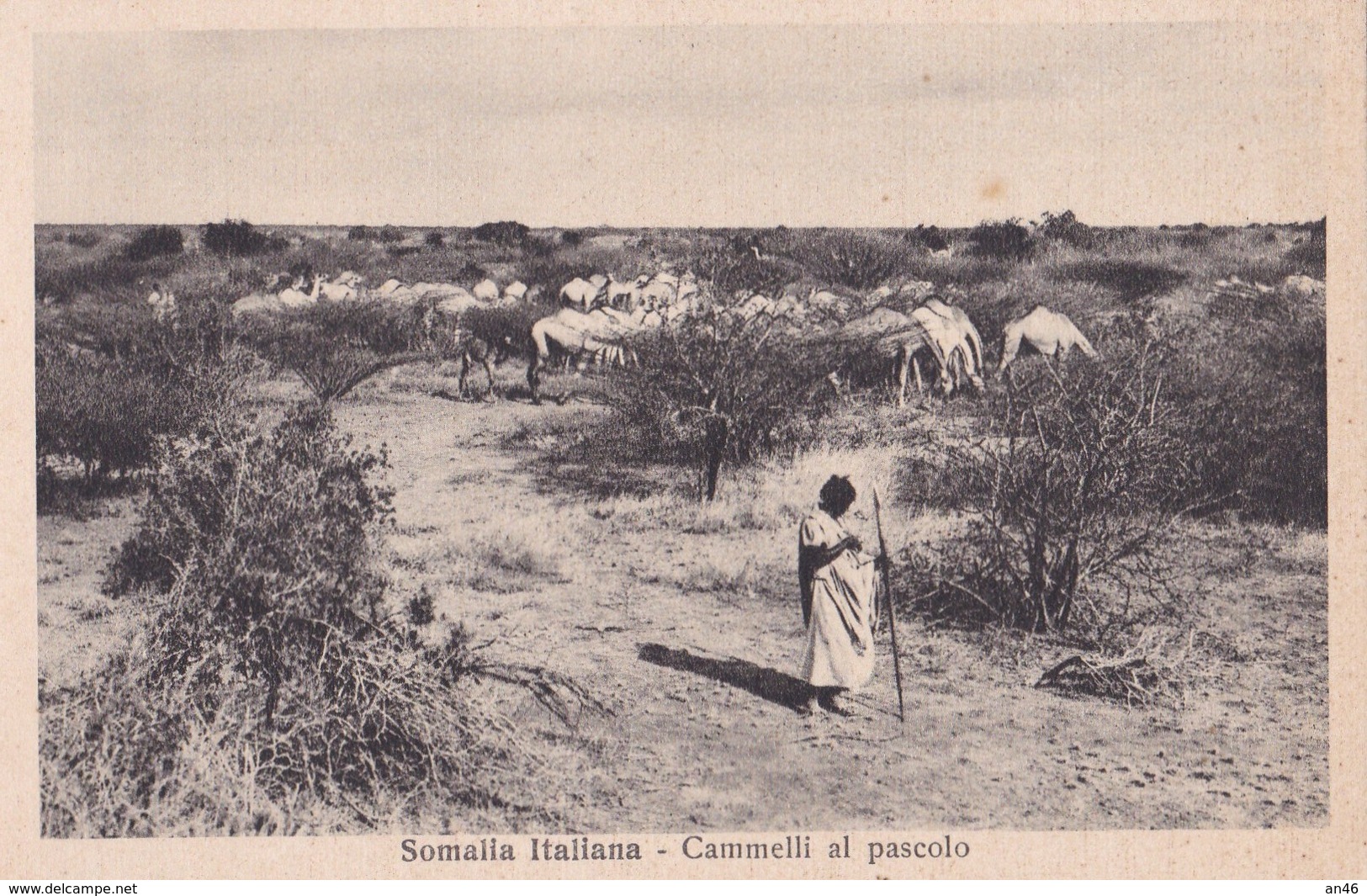 SOMALIA ITALIANA CAMMELLI AL PASCOLO AUTENTICA 100% - Somalie