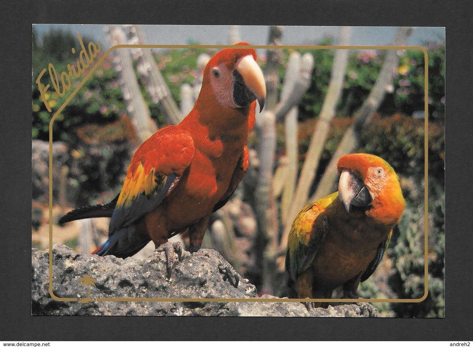 ANIMAUX - ANIMALS - PAROQUETS - PARROTS CAN BE SEEN AT MIAMI'S PARROTS JUNGE- GRAND FORMAT 6¾ X 4¾ Pouces - 16½ X 12 Cm - Birds