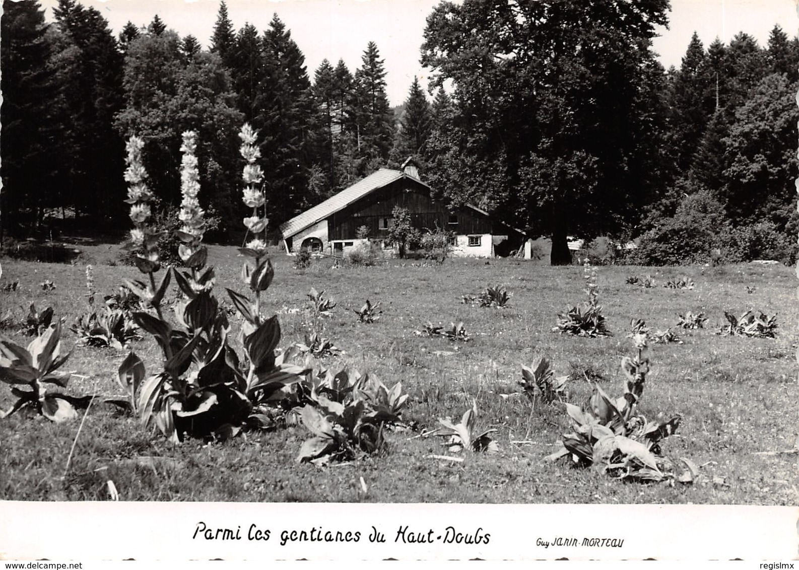 25-PANORAMA DU HAUT DOUBS-N°527-C/0345 - Autres & Non Classés