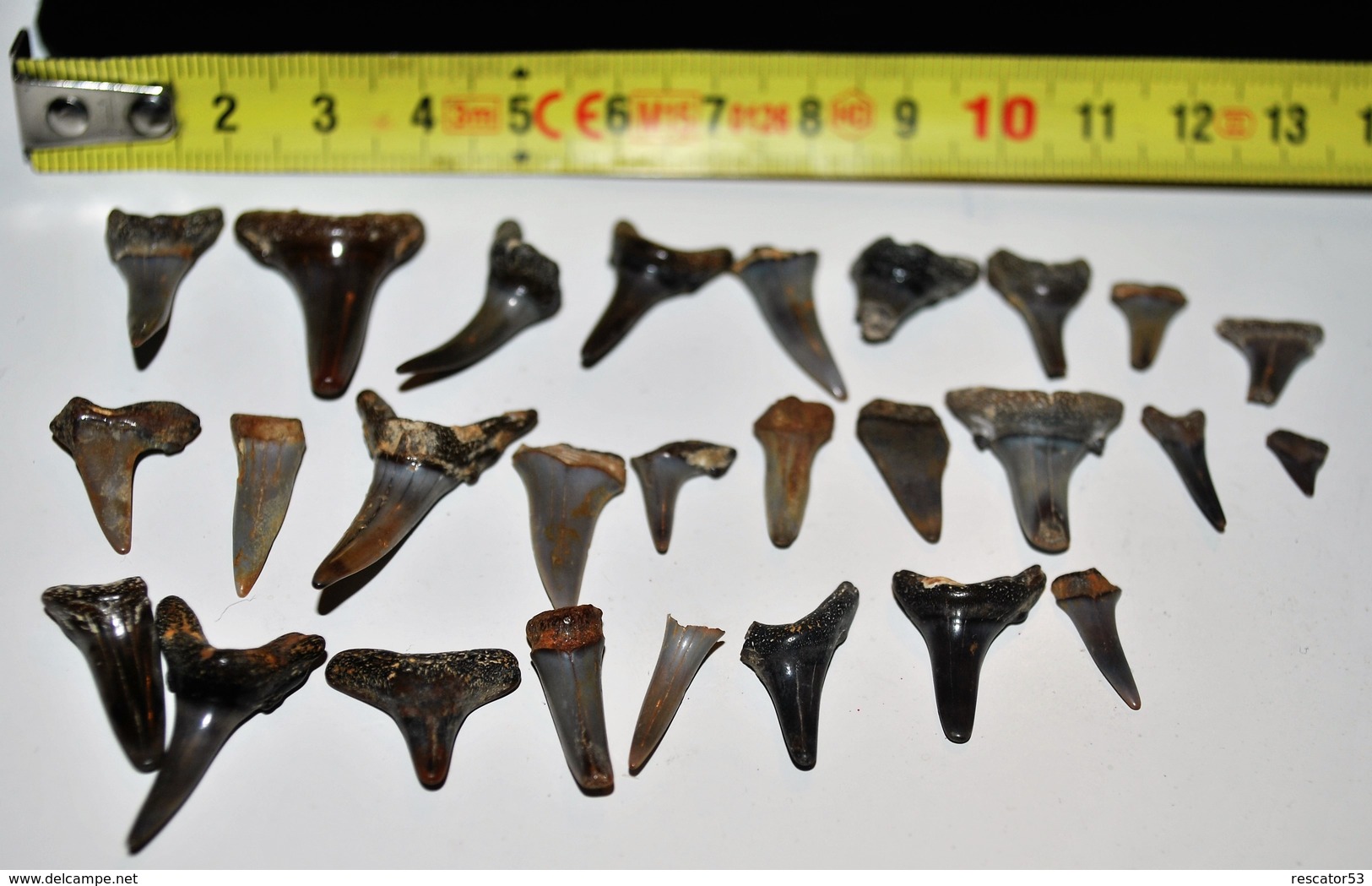 Rare Lot De 27 Dents De Requins Fossilisées - Fossiles