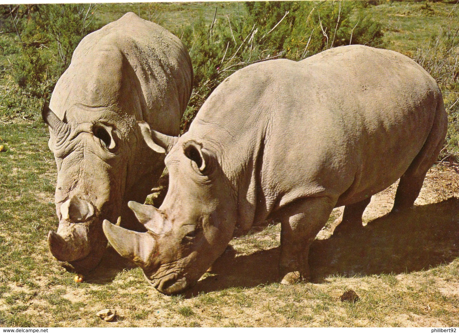 Réserve Africaine De Sigean. Rhinocéros. - Rinoceronte