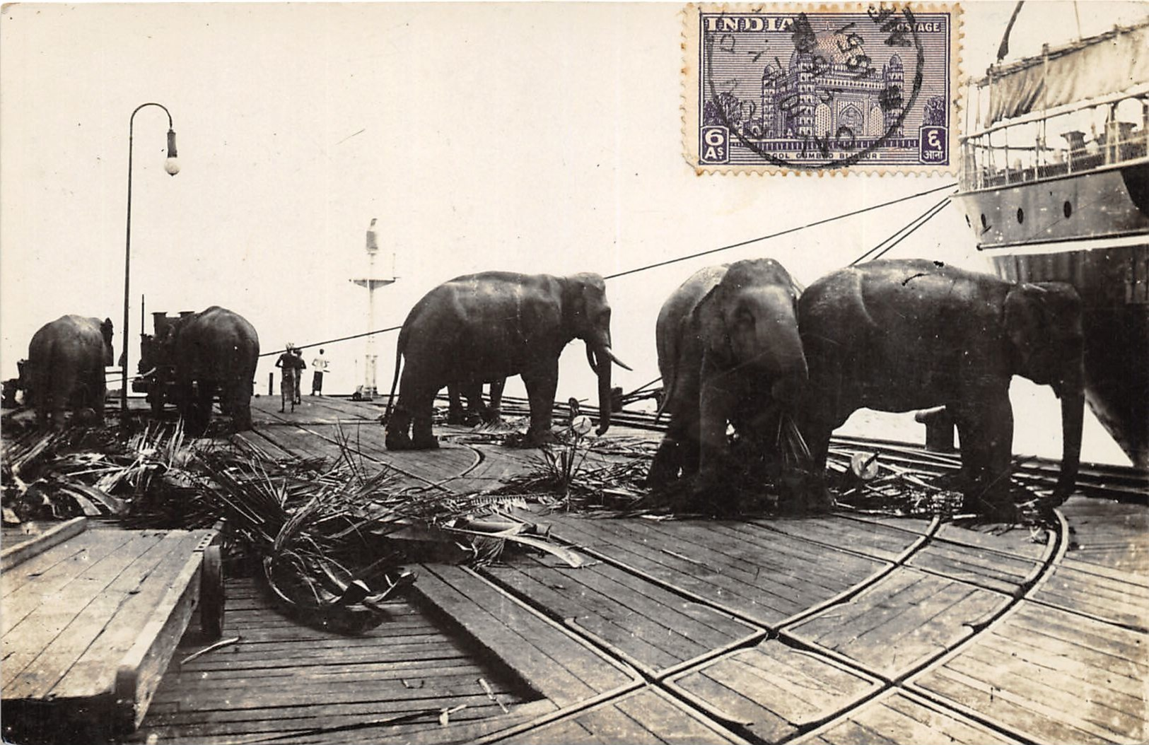 Elephants At Work On The Dock Of A Harbor - Photo-Card - India