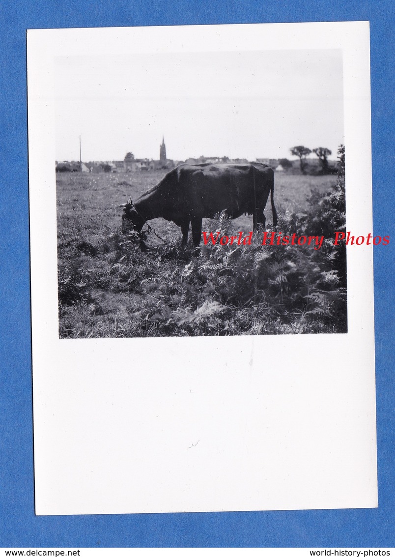 Photo Ancienne Snapshot - PLOUGASNOU - Beau Portrait D'une Vache Et Village En Arriere Plan - 1950 - Bretagne Finistère - Lieux