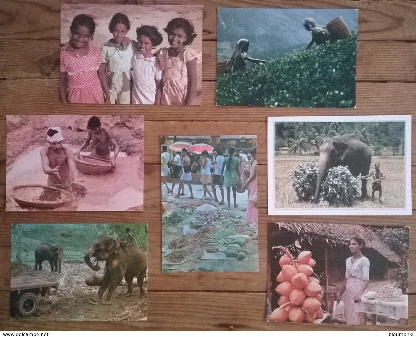 Lot De 14 Cartes Postales / ASIE / SRI LANKA / Ceylan - Sri Lanka (Ceylon)