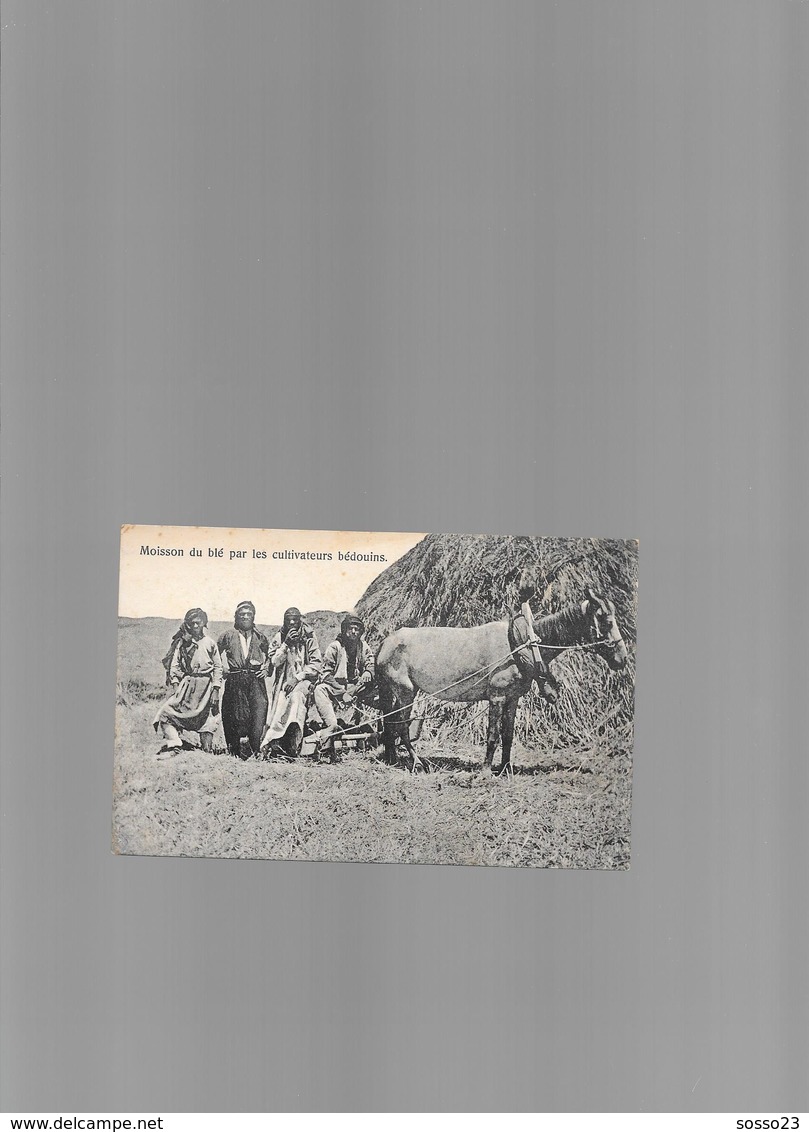 CPA Moisson Du Blé Par Les Cultivateurs Bédouins - 1929 - Syrie