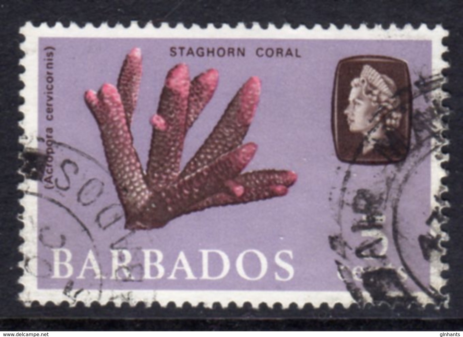 BARBADOS - 1965 5c DEFINITIVE STAMP WMK W12 UPRIGHT REF C USED SG 326 - Barbados (...-1966)