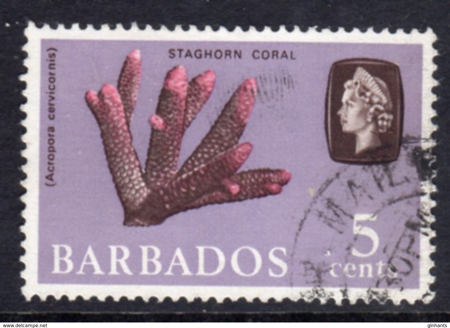 BARBADOS - 1965 5c DEFINITIVE STAMP WMK W12 UPRIGHT REF F USED SG 326 - Barbados (...-1966)