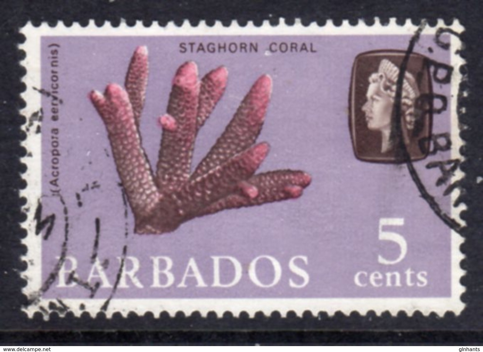 BARBADOS - 1965 5c DEFINITIVE STAMP WMK W12 UPRIGHT REF G USED SG 326 - Barbados (...-1966)